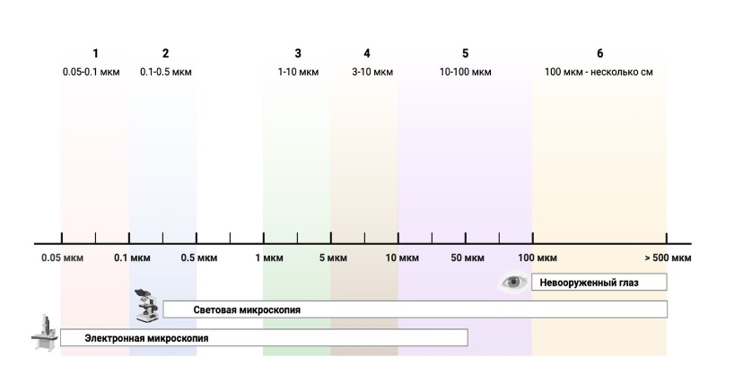 Муниципальный этап ВОШ 9 Биология Московская область (50 регион) ответы и задания 01.11.2025
